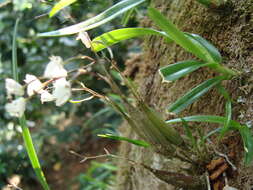 Plancia ëd Scaphyglottis crurigera (Bateman ex Lindl.) Ames & Correll