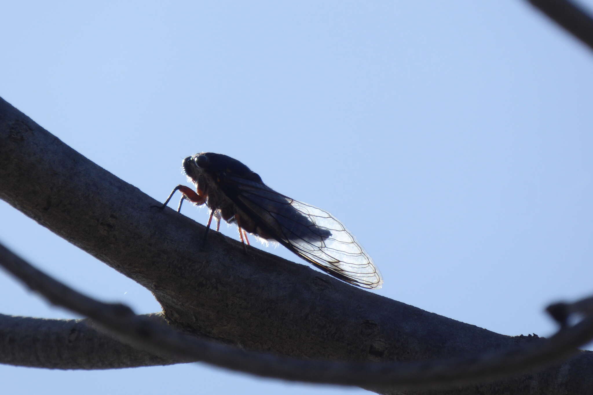 Image de Psaltoda plaga (Walker & F. 1850)