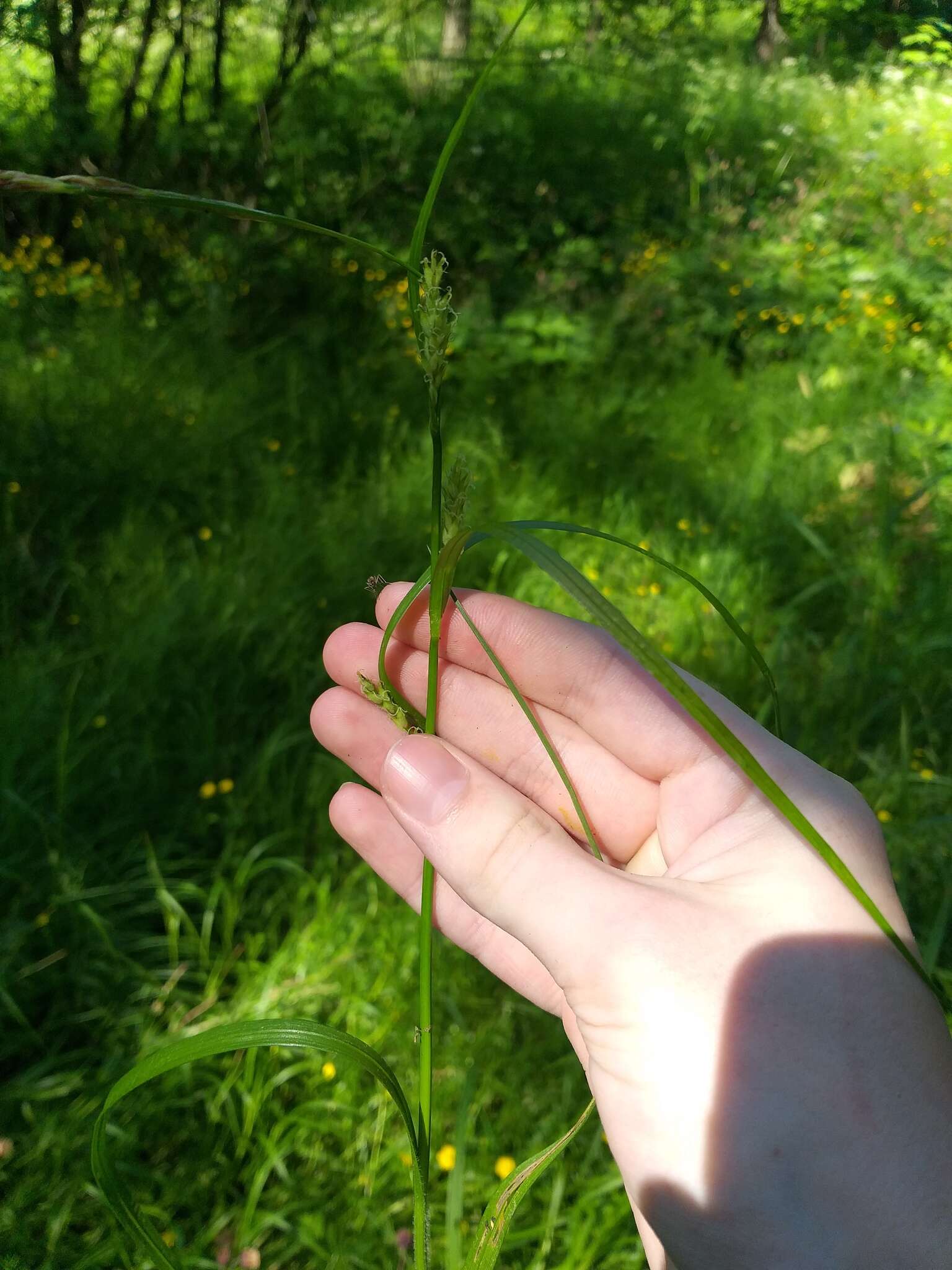 Image de Carex atherodes Spreng.