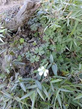 Image of Geranium suzukii Masam.