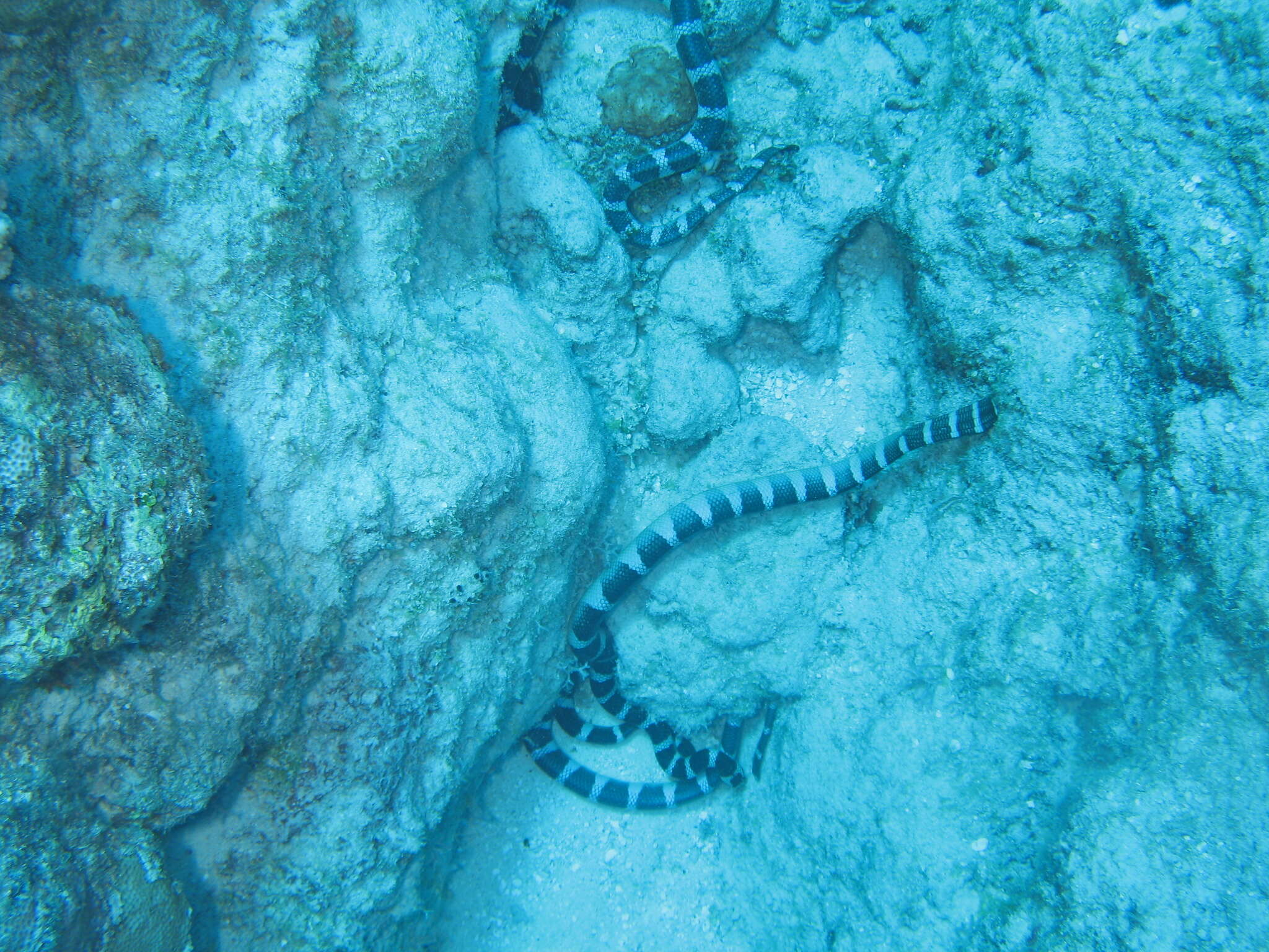 Image of Flat-tail Sea Snake