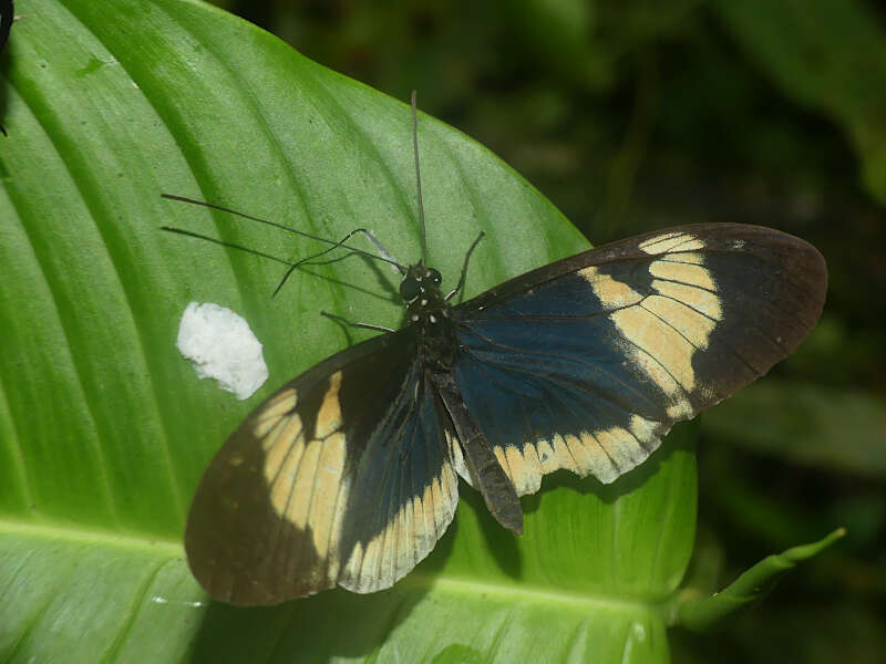 Image of Heliconius cydno alithea Hewitson 1869