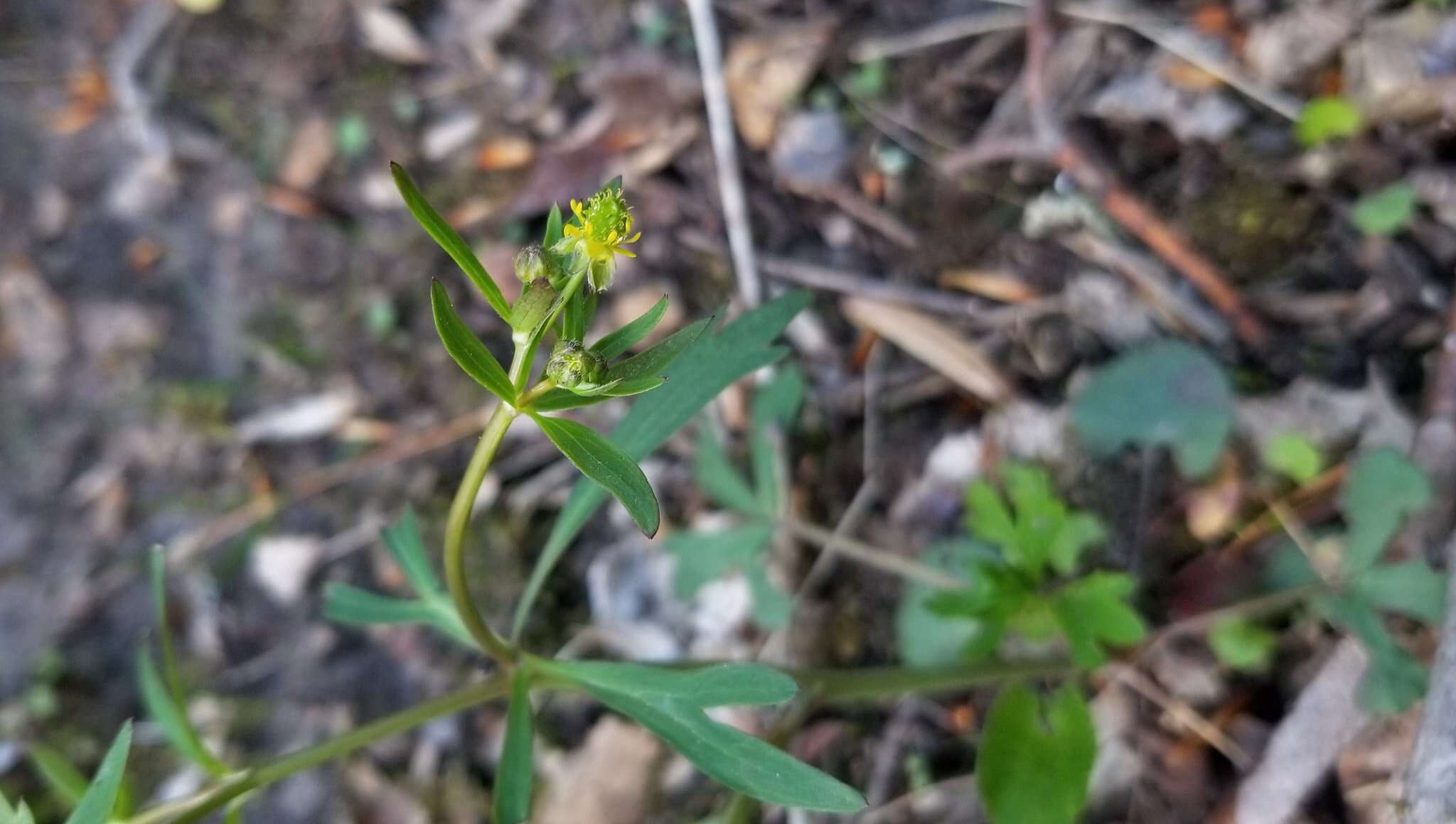 Image de Ranunculus allegheniensis Britton.