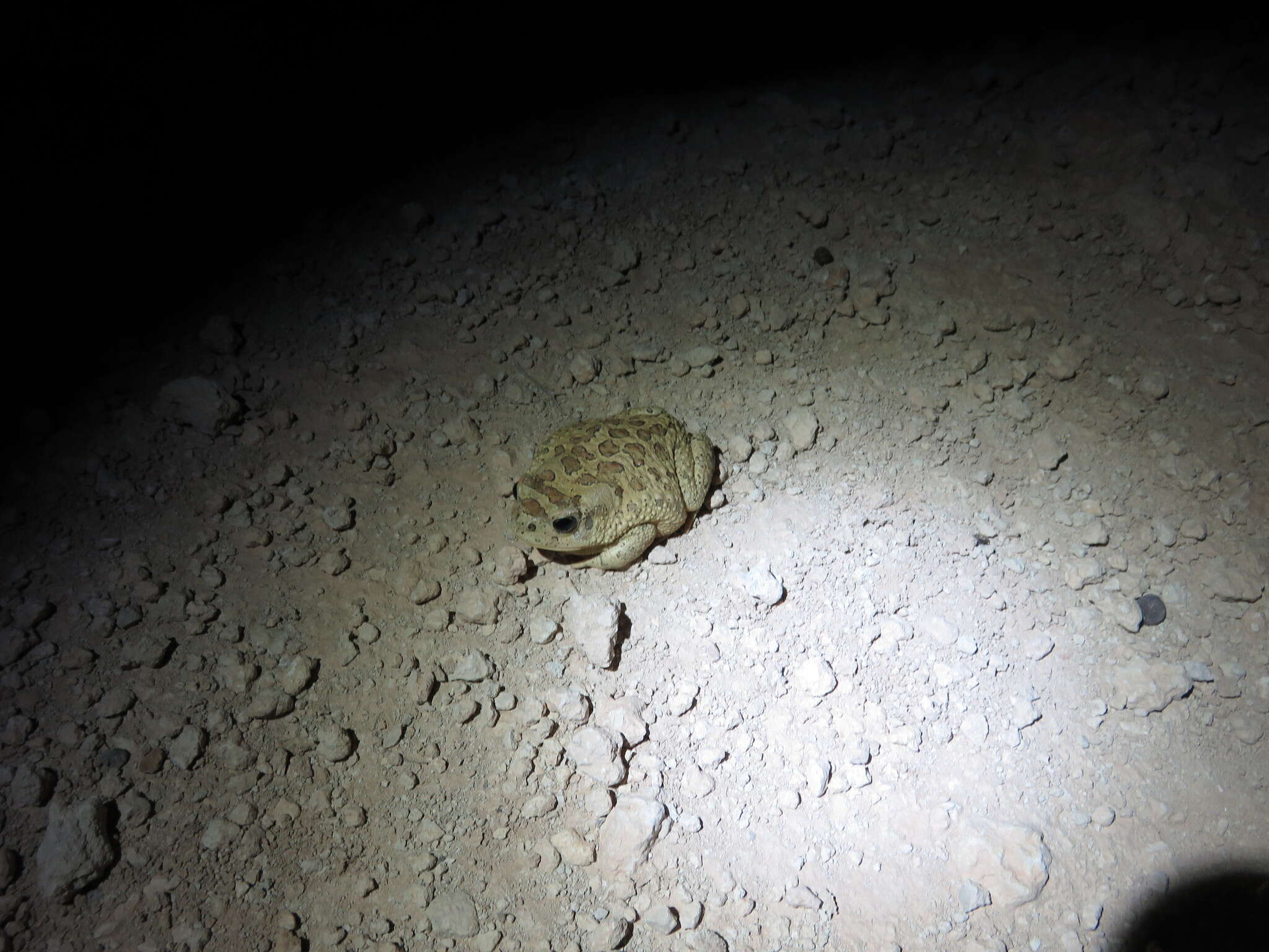 Image of Berber Toad