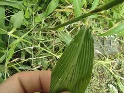 Image of East Indian bristlegrass