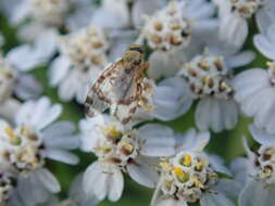 Image of Sphenella marginata (Fallen 1814)