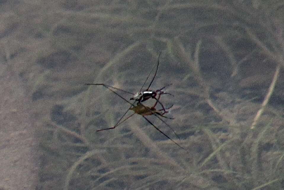 Sivun Metrobatini J. Polhemus & D. Polhemus 1993 kuva