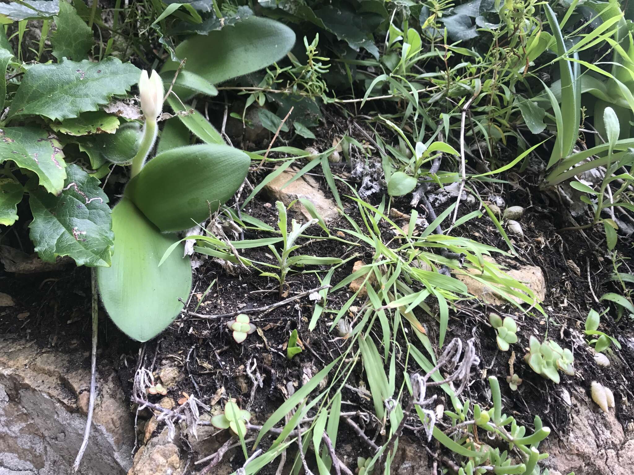 Image of Haemanthus albiflos Jacq.