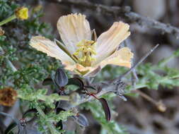 Image of Monsonia salmoniflora (Moffett) F. Albers