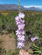 Imagem de Watsonia marginata (L. fil.) Ker Gawl.