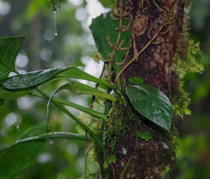 Image of Peperomia pernambucensis Miq.