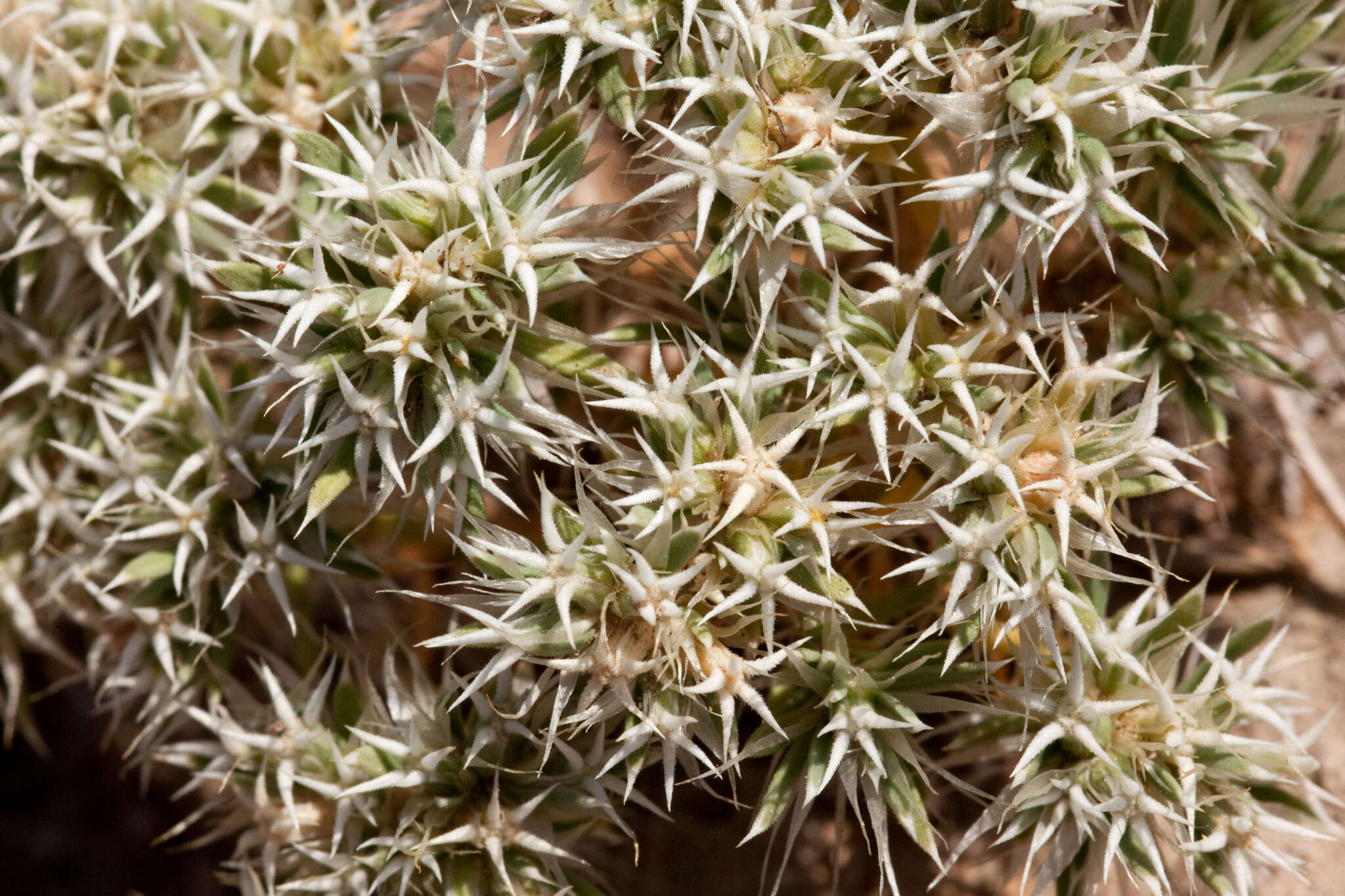 Image of Wilkinson's nailwort