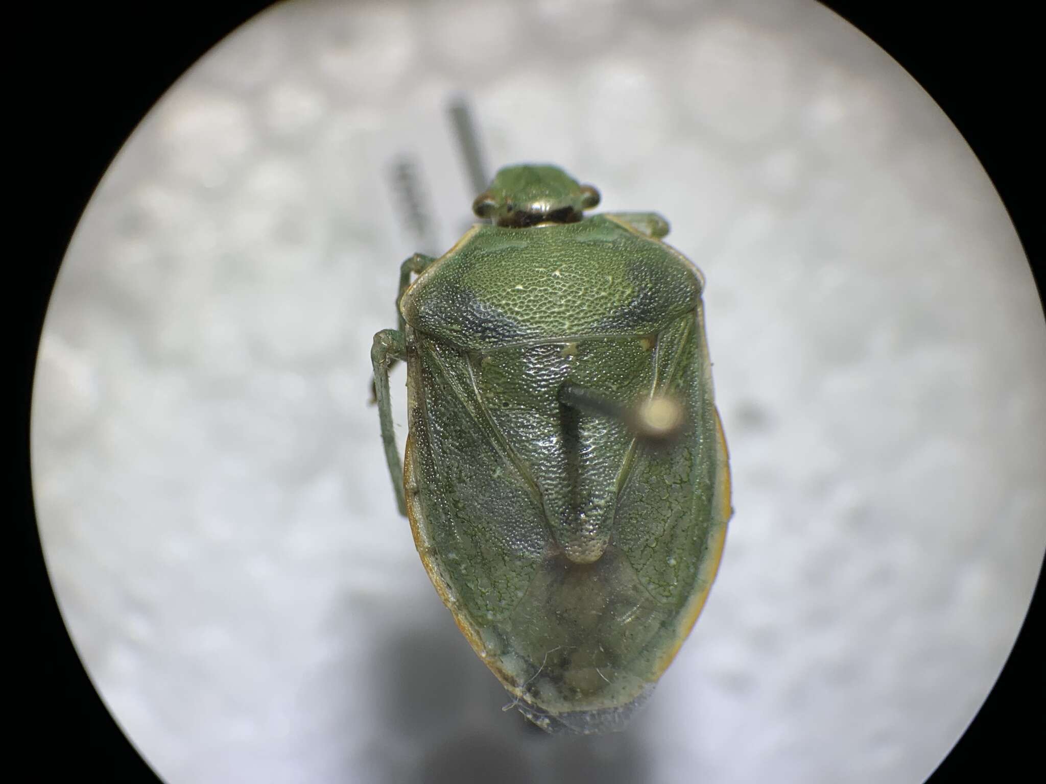 Image of Uhler's Stink Bug