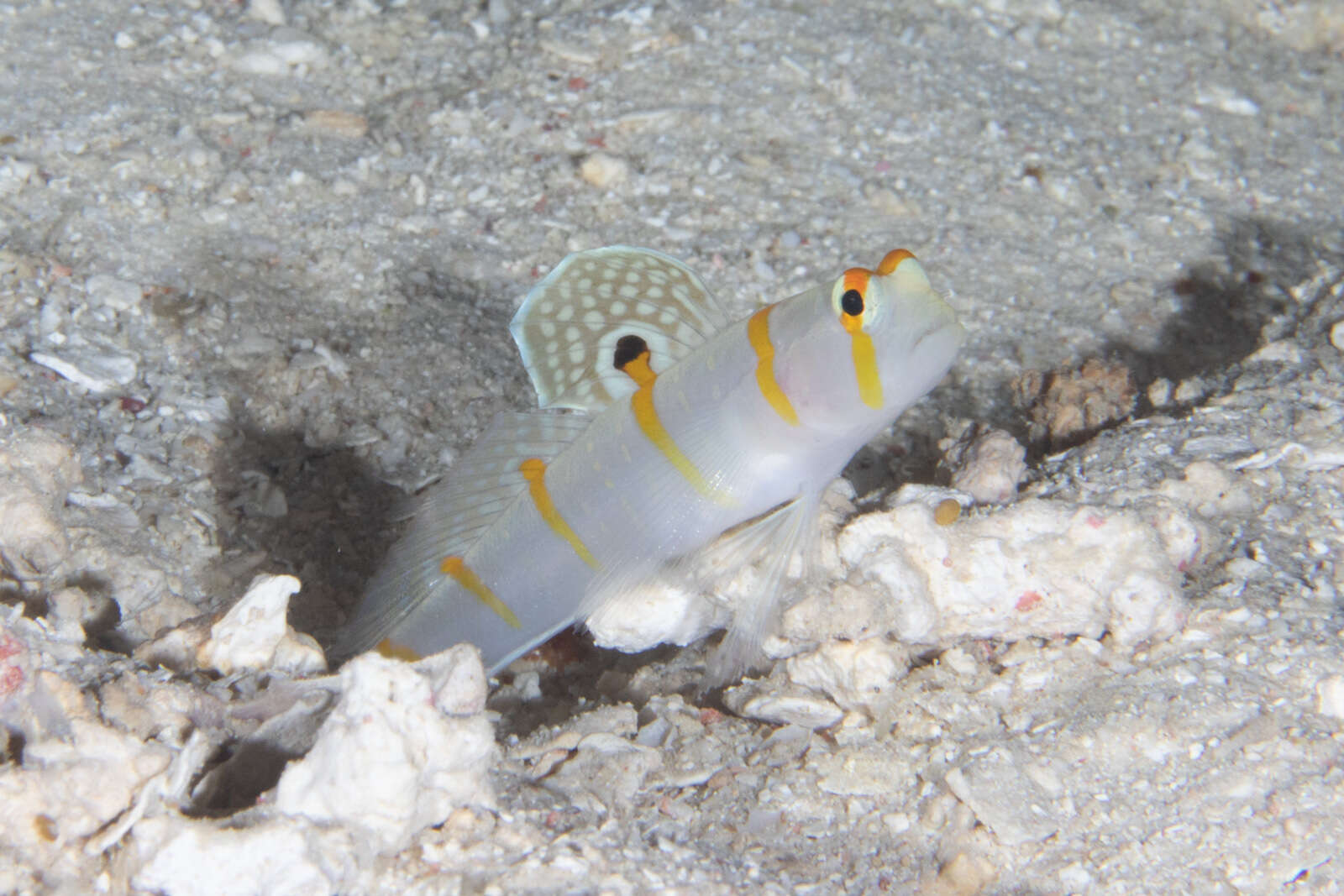 Image of Randall's prawn goby