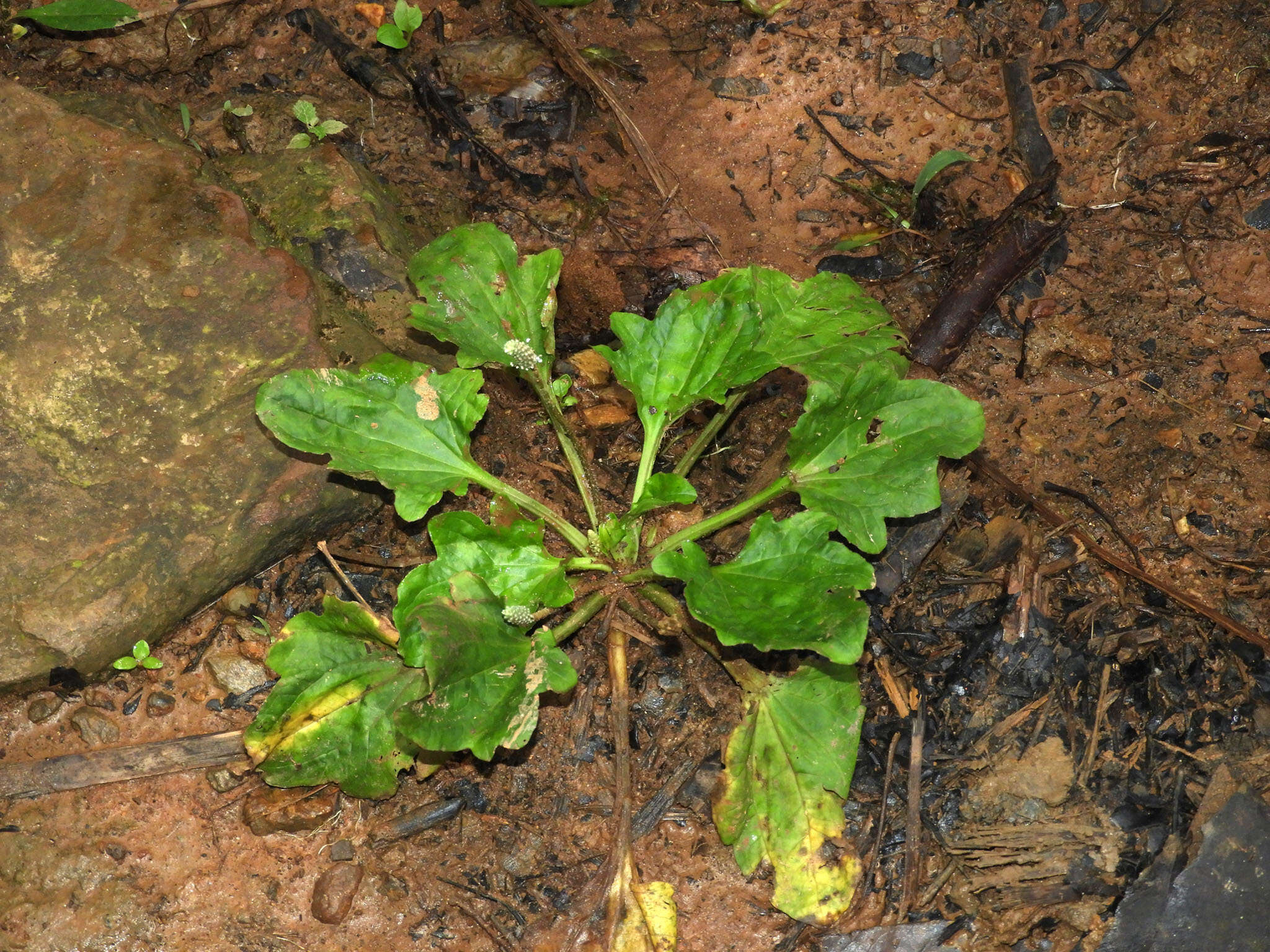 Image of Plantago palmata Hook. fil.