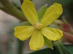 Image de Hibbertia hexandra C. T. White