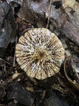 Image of Bolbitius muscicola (G. Stev.) Watling 1981