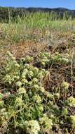 Image of cotulaleaf pincushionplant