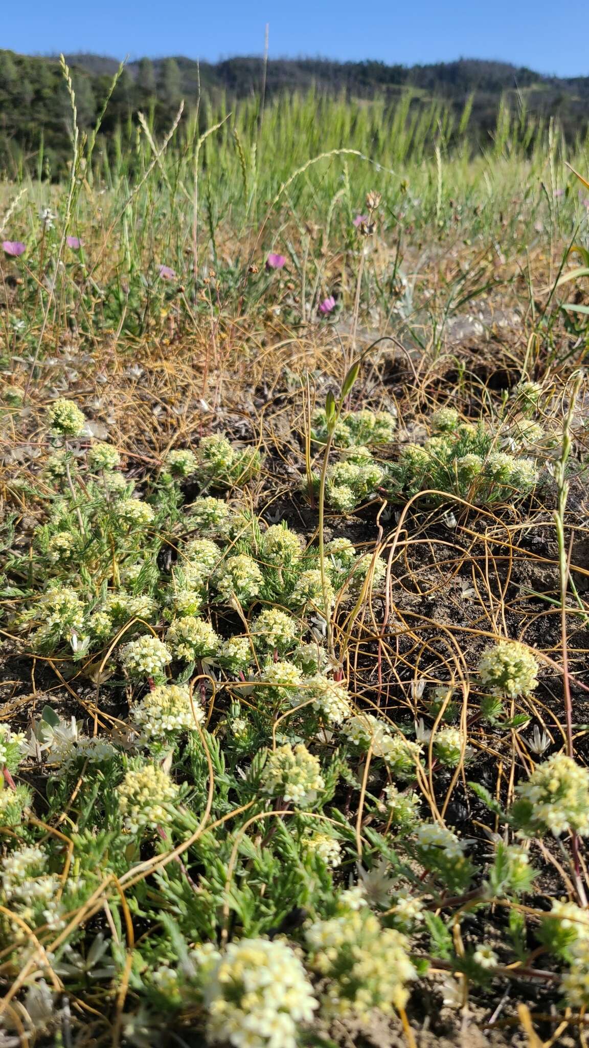 Image of cotulaleaf pincushionplant