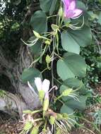 Image of Pink bauhinia