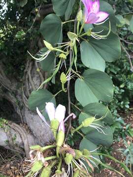 Image of Pink bauhinia