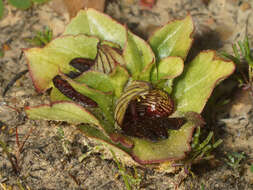 Image of Satyrium pumilum Thunb.