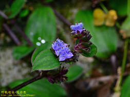 Image of Belosynapsis ciliata (Blume) R. S. Rao