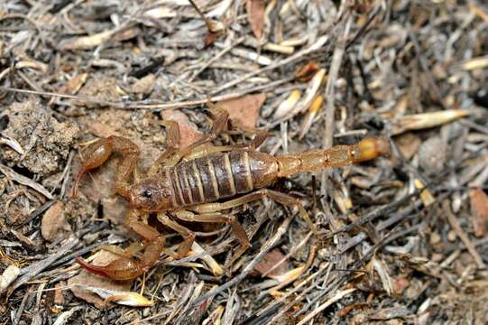 Image of Northern Scorpion