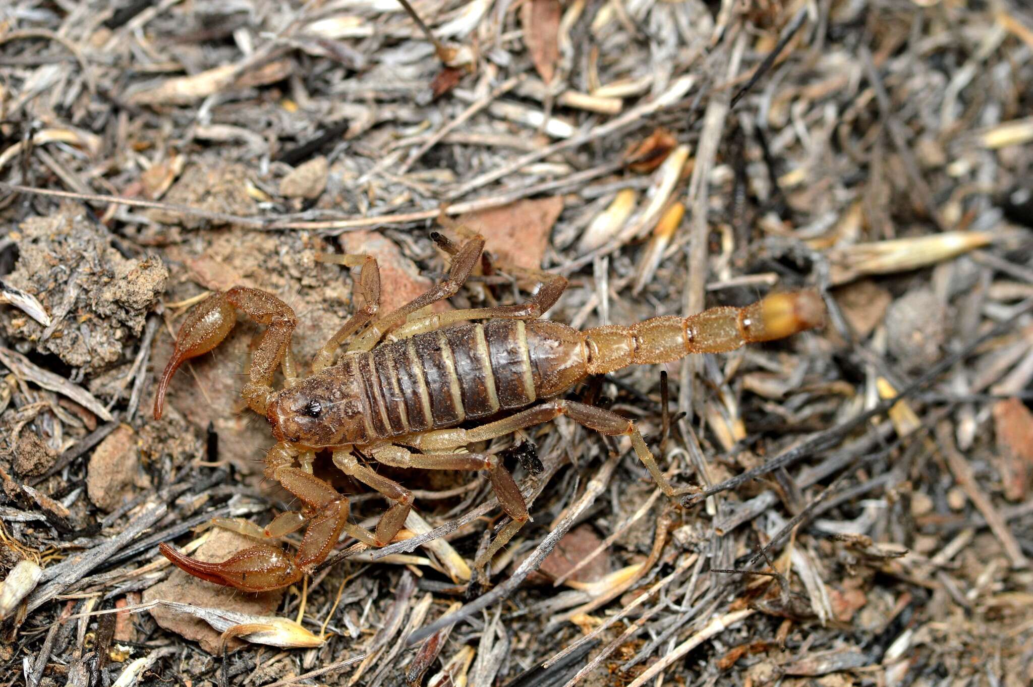 Image of Northern Scorpion