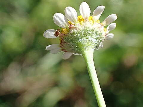 Image of <i>Cotula <i>nigellifolia</i></i> var. nigellifolia