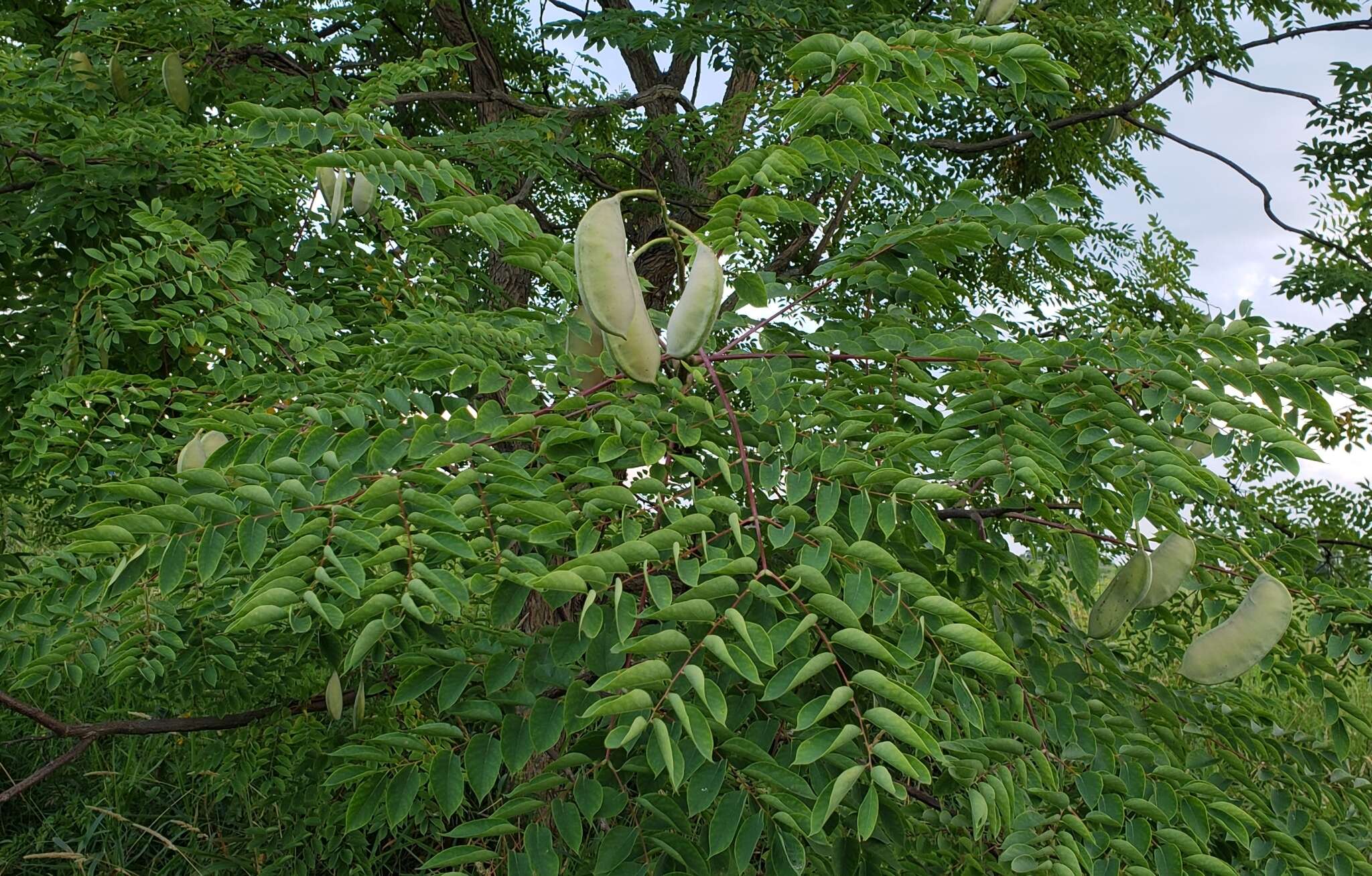 Image of American coffee berry