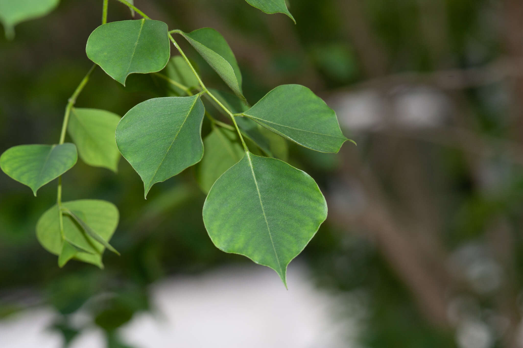 Image of Indian rosewood