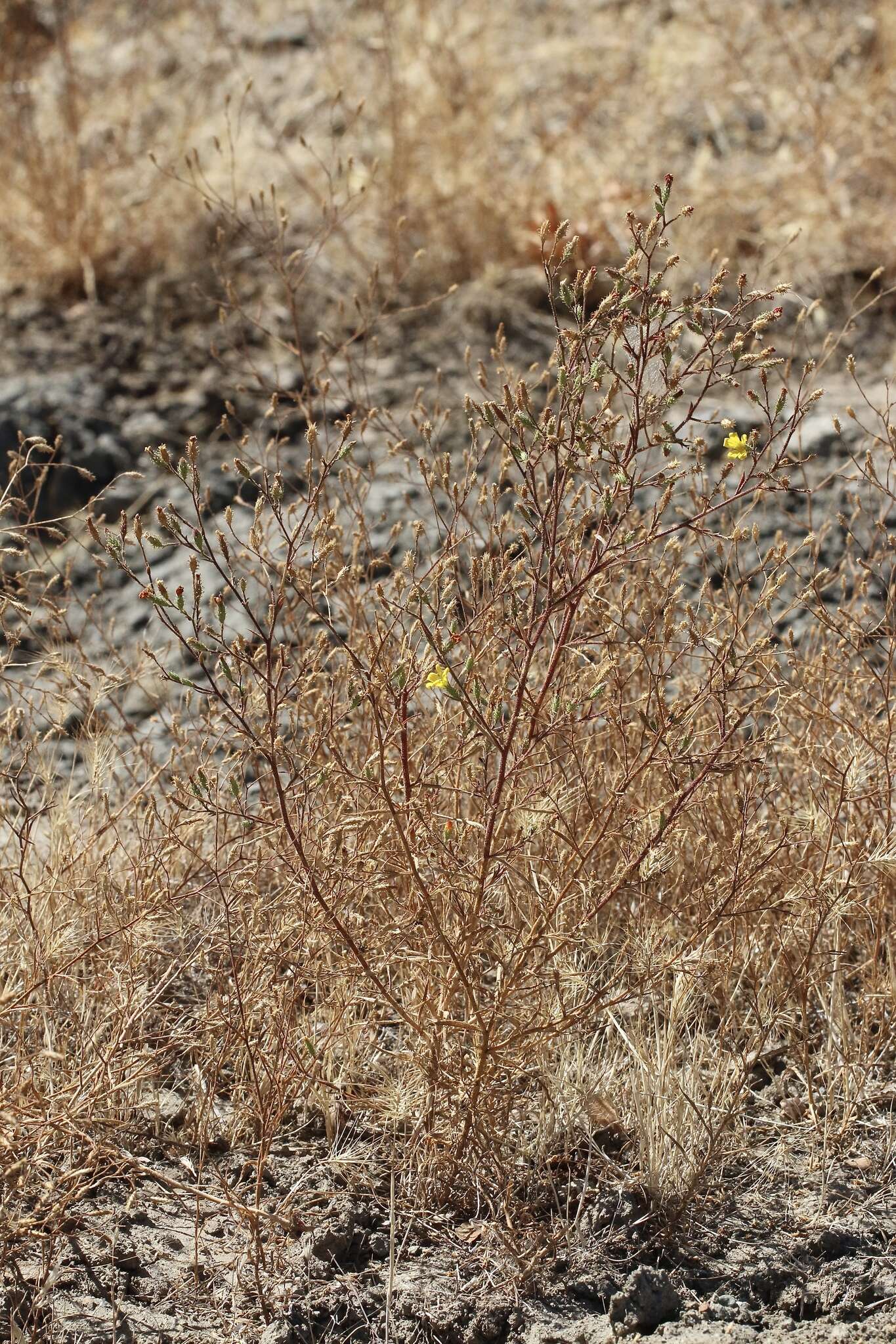 Plancia ëd Benitoa occidentalis (H. M. Hall) Keck