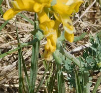 Image de Corydalis curvisiliqua Engelm. ex A. Gray