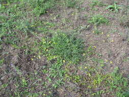 Plancia ëd Diplotaxis tenuifolia subsp. cretacea (Kotov) Sobrino Vesperinas