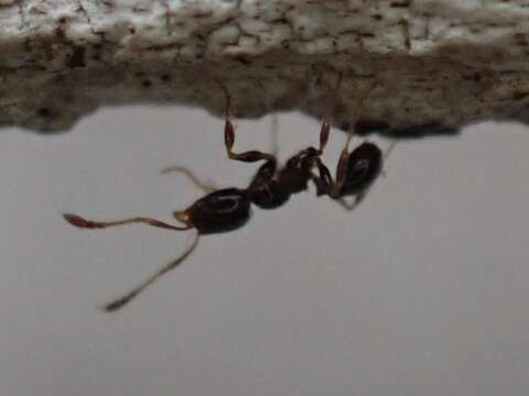 Pheidole adrianoi Naves 1985的圖片