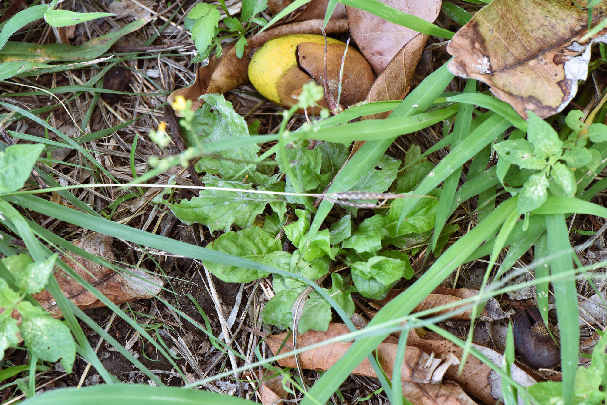 Image of Youngia japonica var. japonica