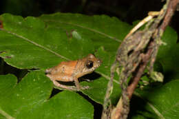 Image de Pristimantis parvillus (Lynch 1976)