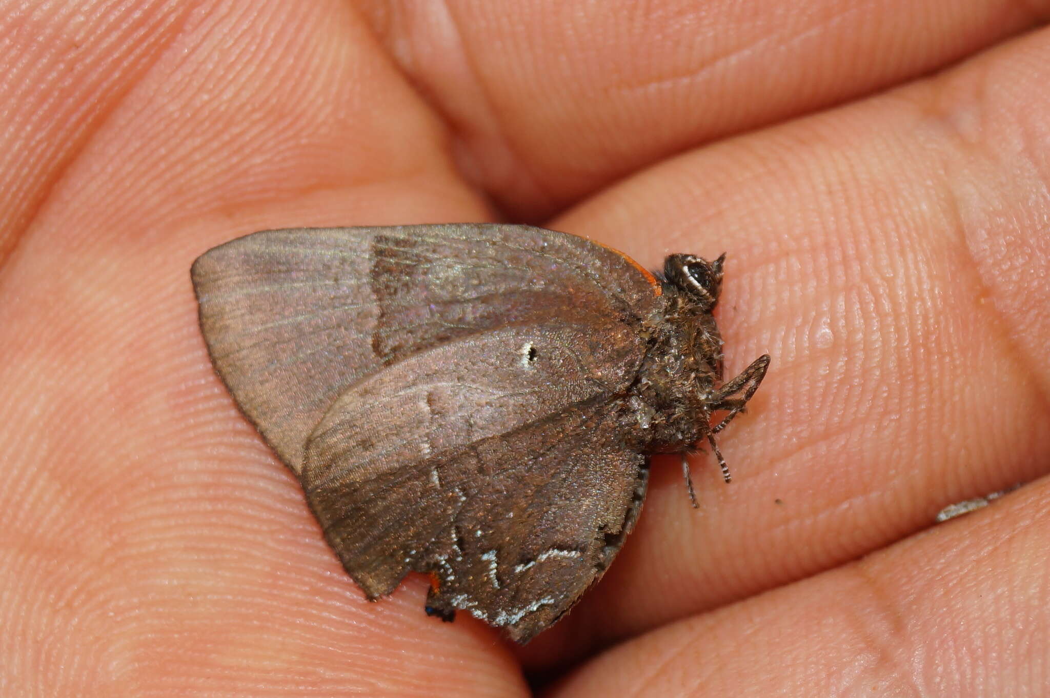 Image of Parrhasius orgia (Hewitson 1867)