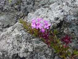 Image of Thymus glabricaulis