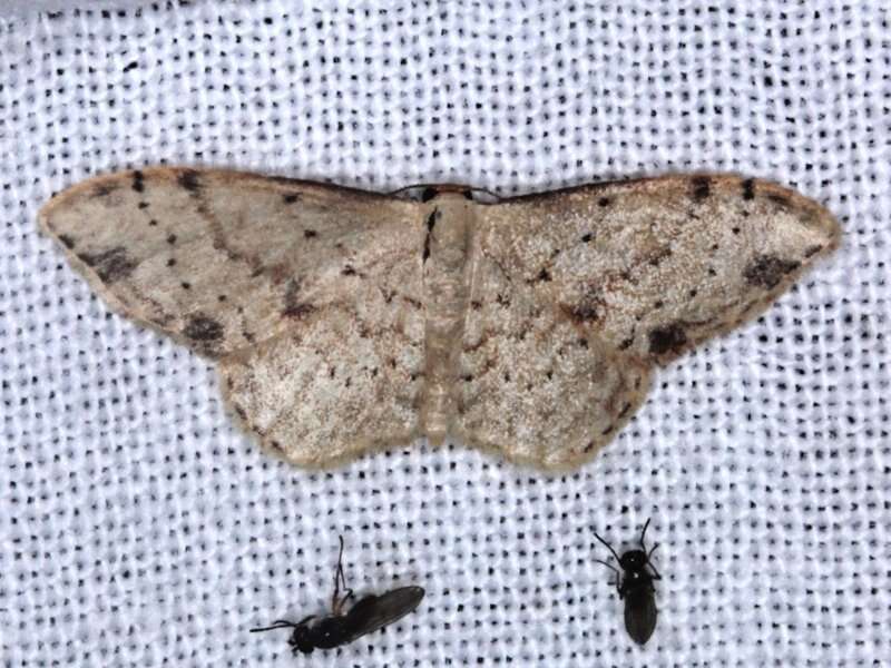 Image of Idaea halmaea Meyrick 1888