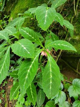 Image of Drymonia parviflora Hanst.