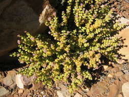 Image of Crassula rupestris subsp. rupestris