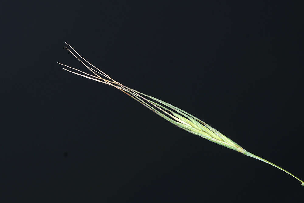 Слика од Elymus gmelinii (Trin.) Tzvelev