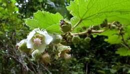 Sivun Rubus alceifolius Poir. kuva