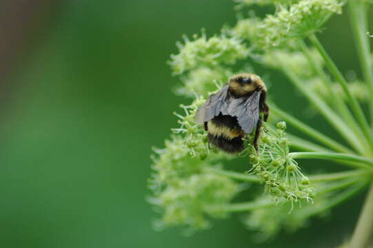 Image of <i>Bombus mckayi</i> Ashmead