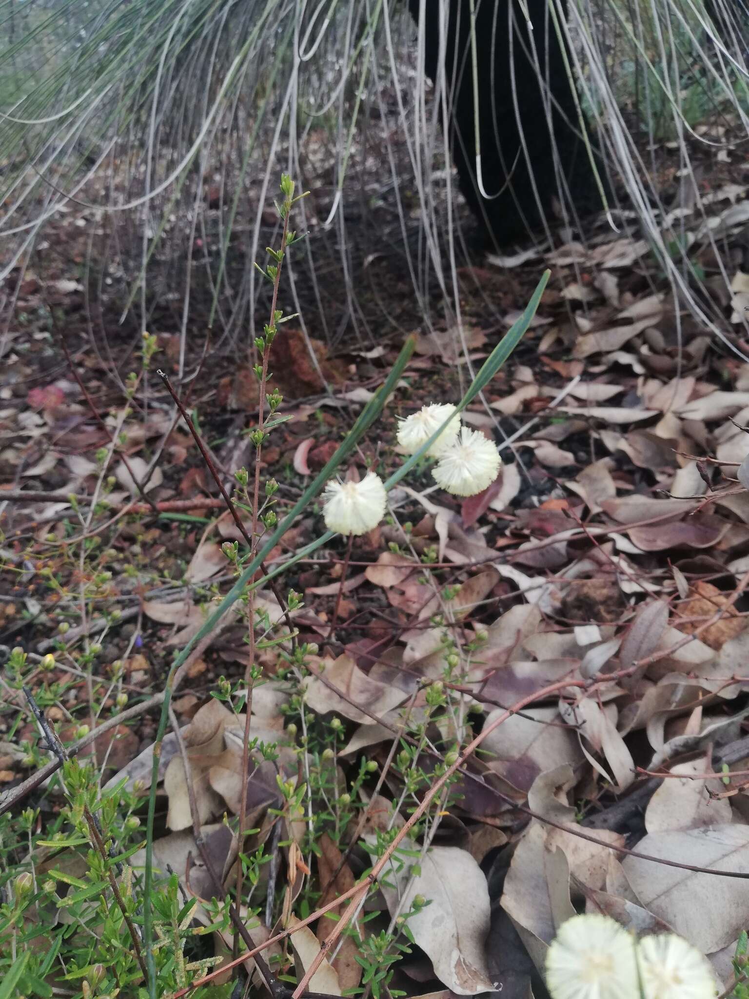 Plancia ëd Acacia willdenowiana H. L. Wendl.