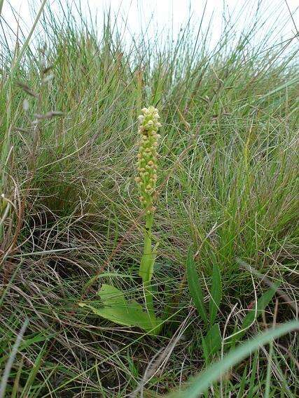 Image of Satyrium microrrhynchum Schltr.