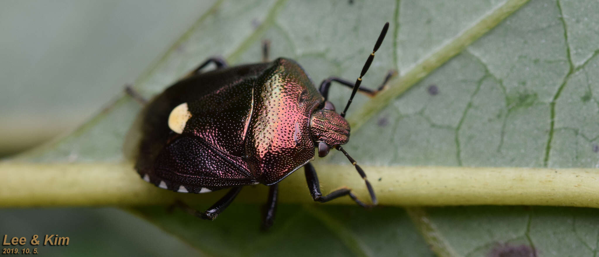 Image of Menida violacea Motschulsky 1861