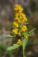 Plancia ëd Solidago pallida (Porter) Rydb.